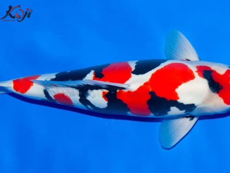 cá Koi sanke
