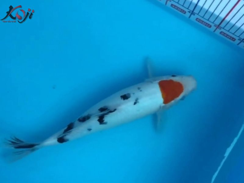 cá Koi sanke