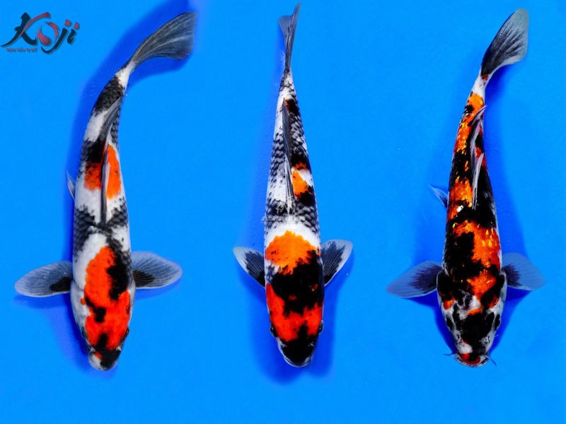 cá Koi sanke