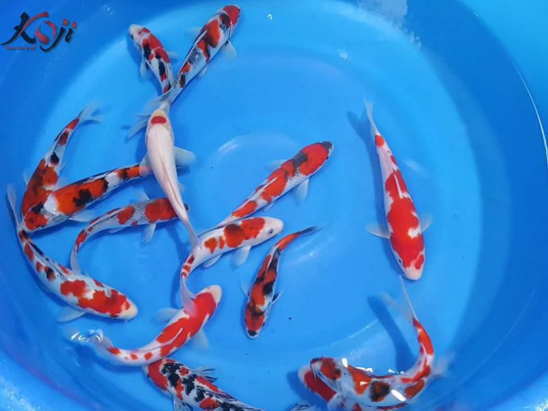 Cá koi tasai