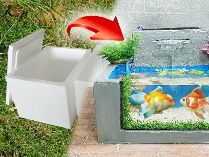 cách nuôi cá Koi trong thùng xốp