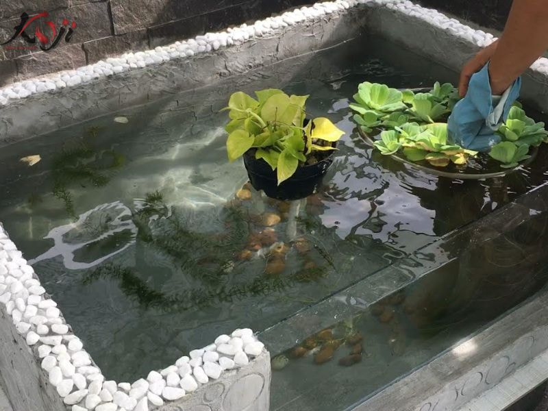 cách nuôi cá Koi trong thùng xốp