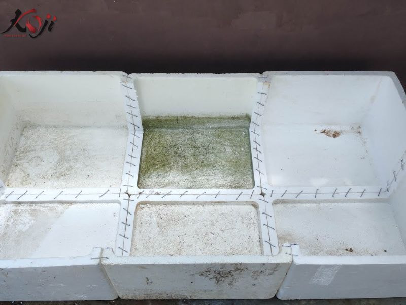 cách nuôi cá Koi trong thùng xốp