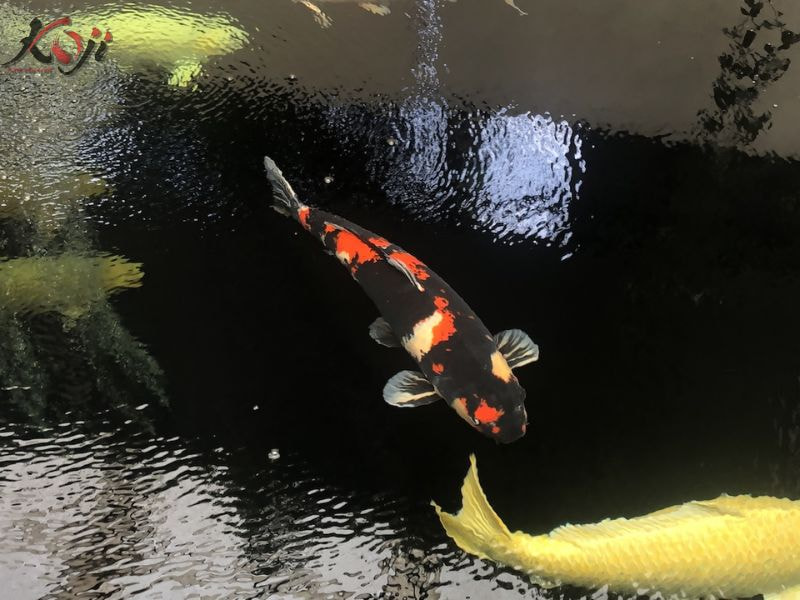 Cách thả cá Koi mới