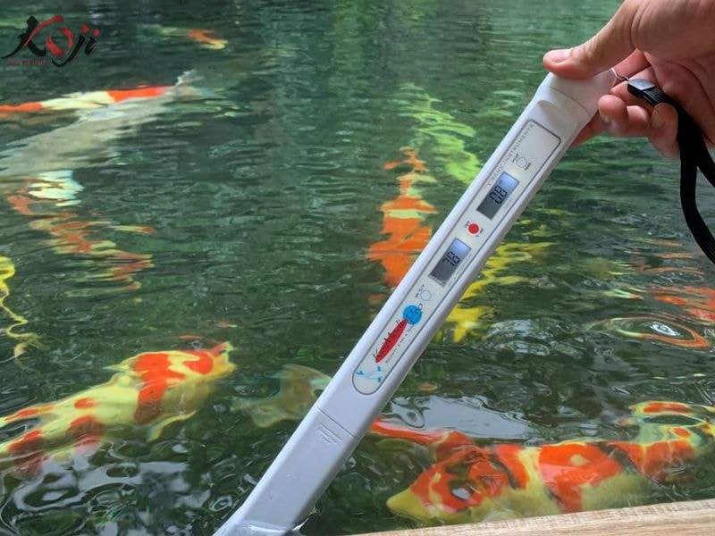 Cách thả cá Koi mới