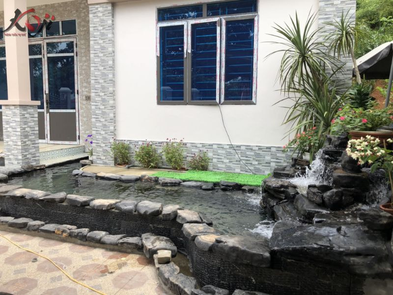 Cách thả cá Koi mới