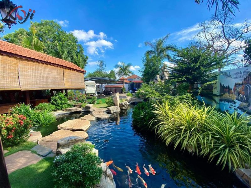 Cách thả cá Koi mới