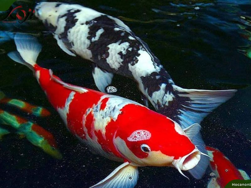 giống thuần chủng là giống có