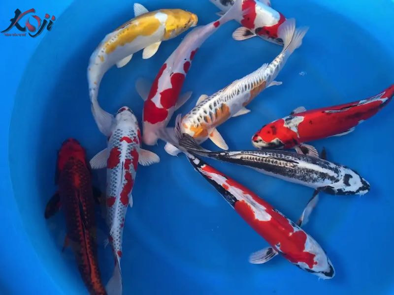 giống thuần chủng là giống có