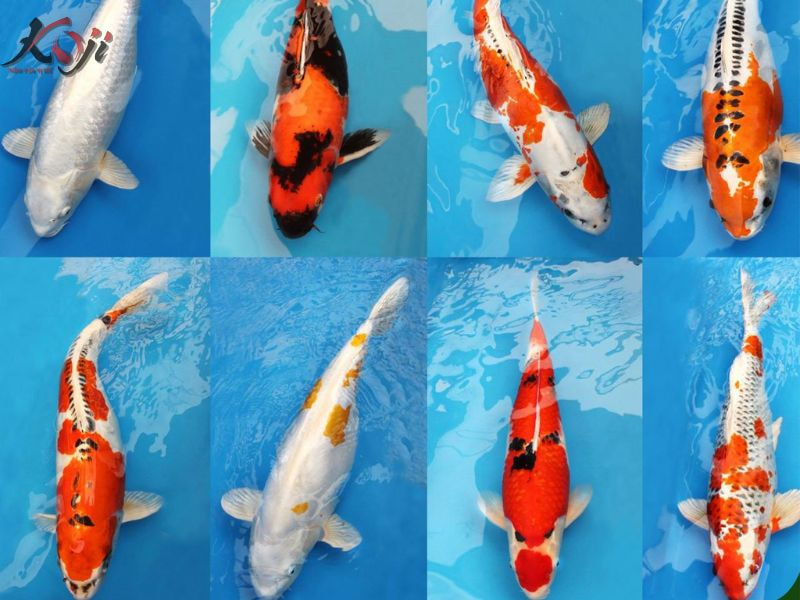 giống thuần chủng là giống có