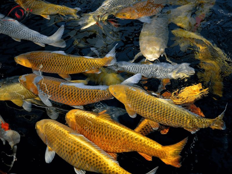 giống thuần chủng là giống có