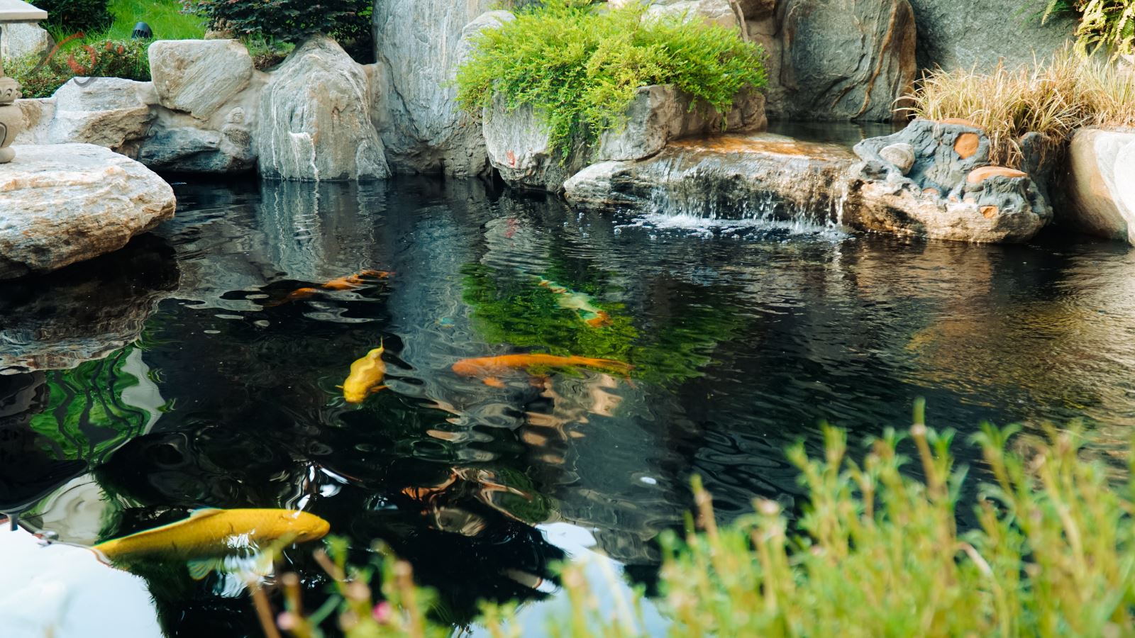 thiết kế thi công hồ cá Koi