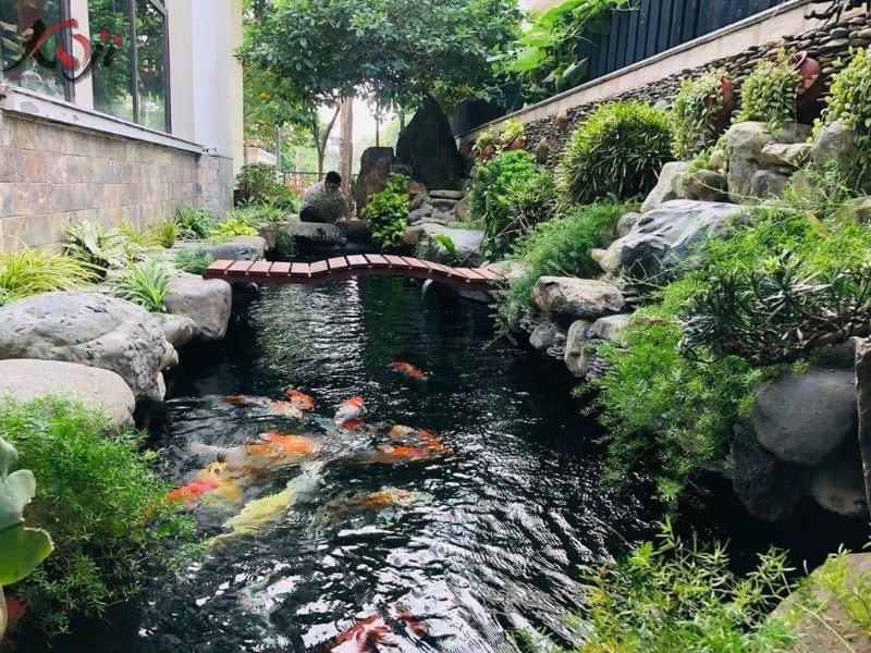 Cá Koi mất điện