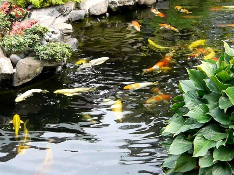 Cá Koi mất điện