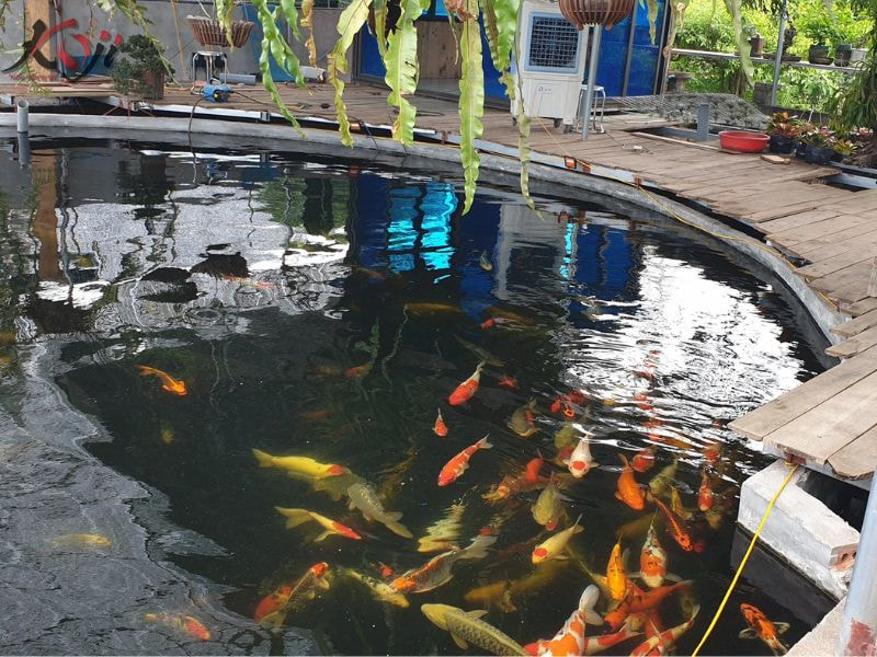 Cá Koi mất điện