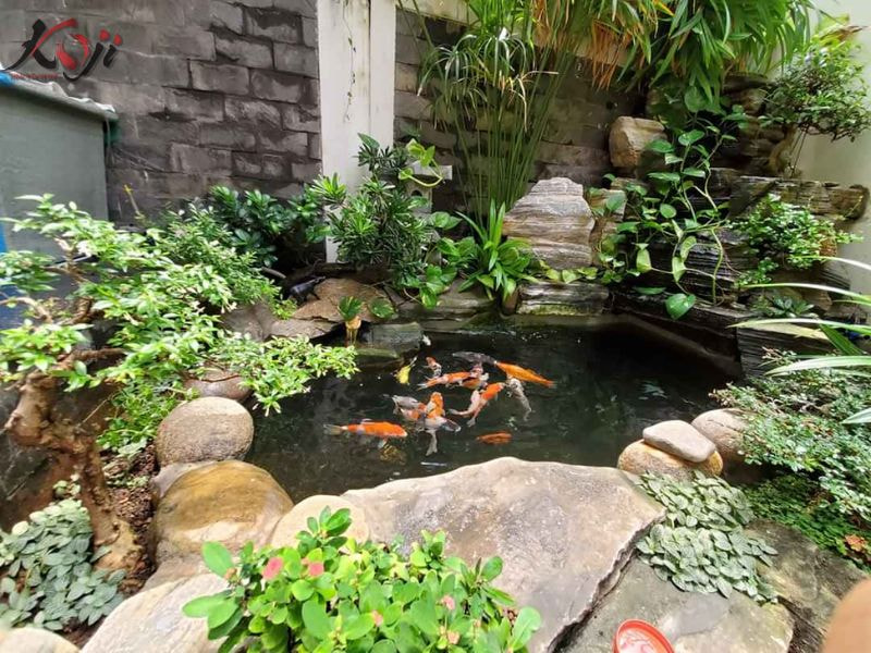 hồ cá Koi sân thượng