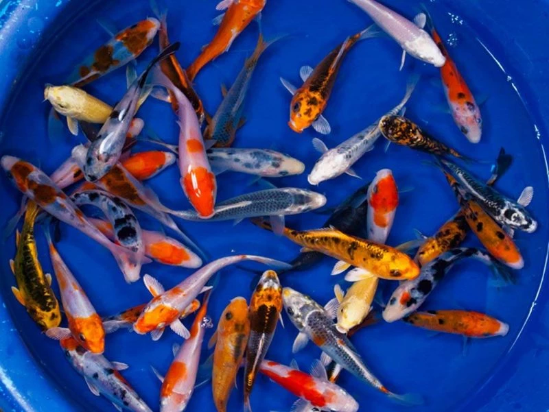 Khá nhiều gia chủ lựa chọn bể nhựa màu xanh dương để nuôi cá vì sự tiện lợi của nó