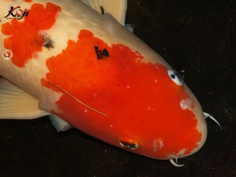 nấm trắng cá Koi