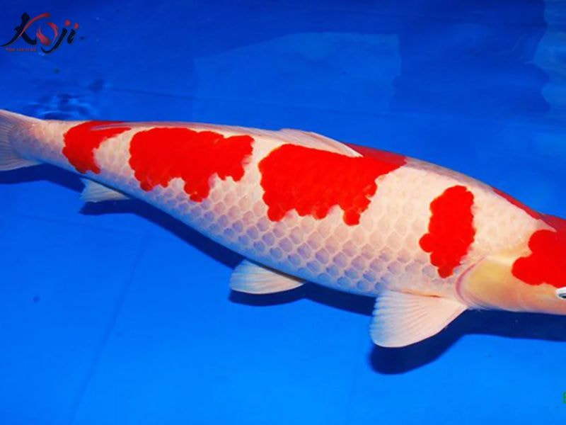 nấm trắng cá Koi