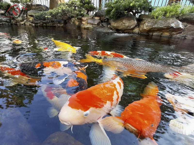 nấm trắng cá Koi