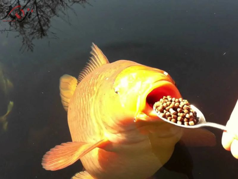 Sai lầm khi nuôi cá Koi