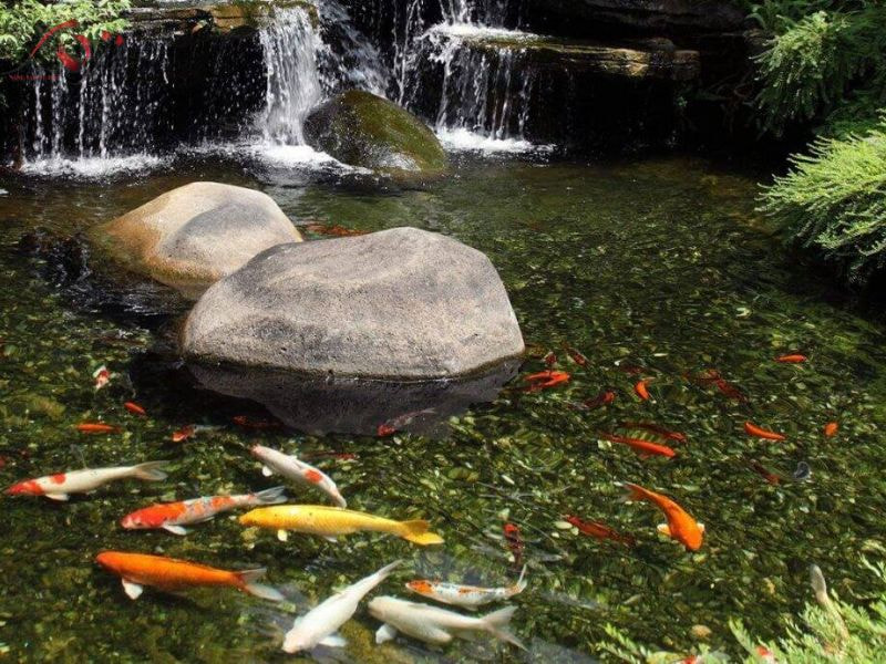 Sai lầm khi nuôi cá Koi