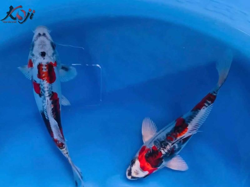 Sai lầm khi nuôi cá Koi