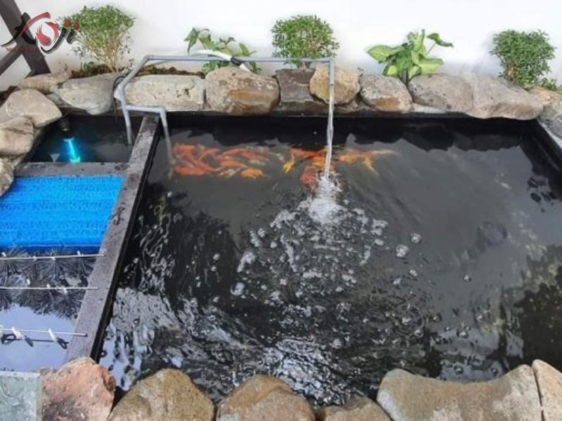 Sai lầm khi nuôi cá Koi