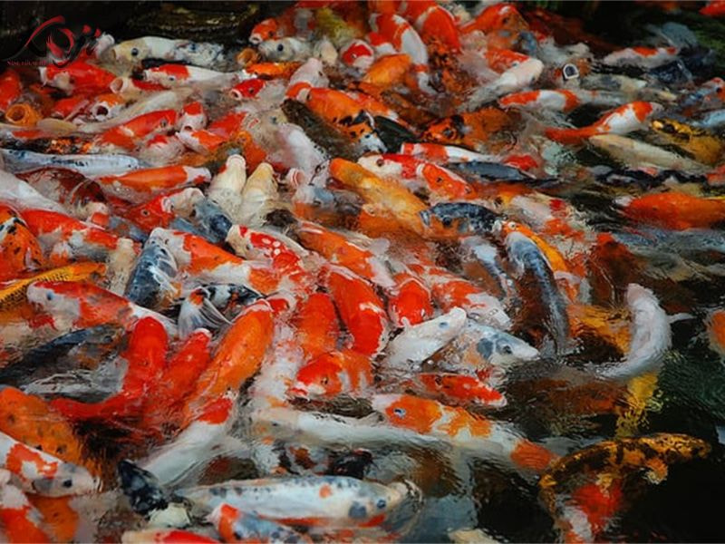 Sai lầm khi nuôi cá Koi