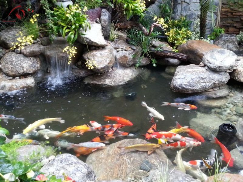 Sỏi trang trí hồ cá Koi