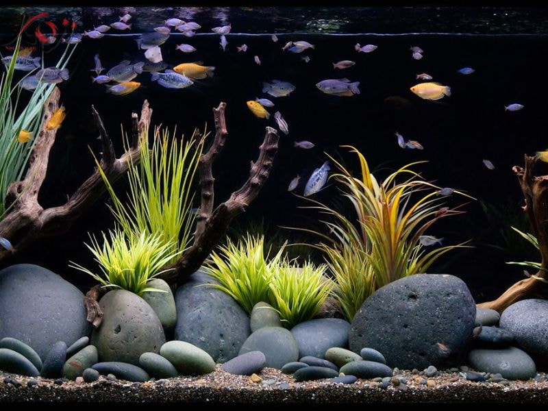 Sỏi trang trí hồ cá Koi