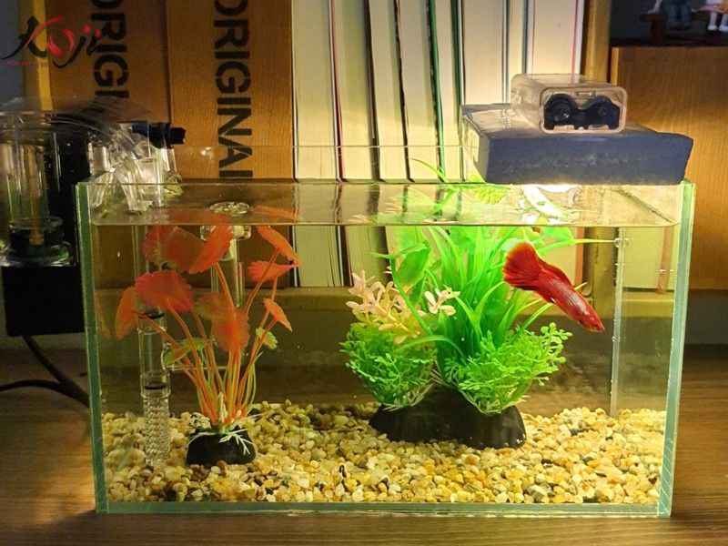 Sỏi trang trí hồ cá Koi