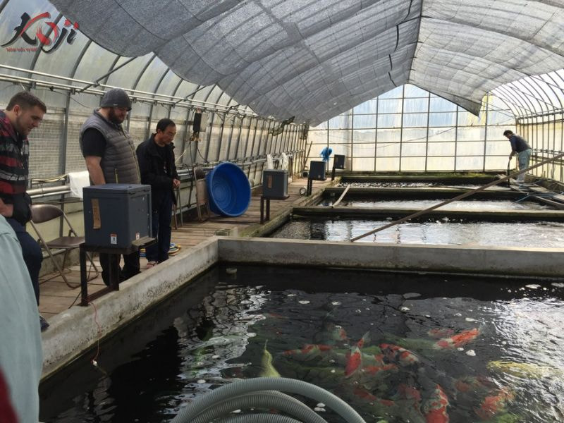 TOP 3 ĐỊA CHỈ MUA CÁ KOI TỐT NHẤT HÀ NỘI