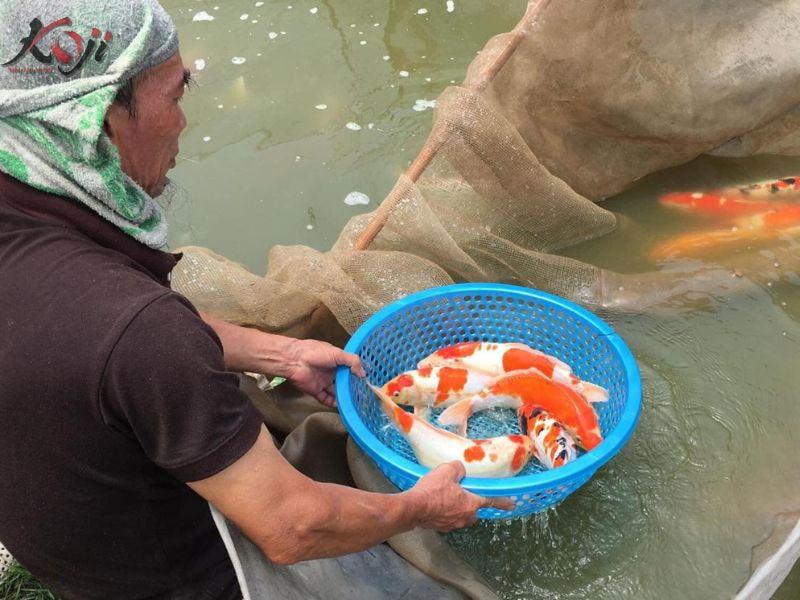TOP 3 ĐỊA CHỈ MUA CÁ KOI TỐT NHẤT HÀ NỘI
