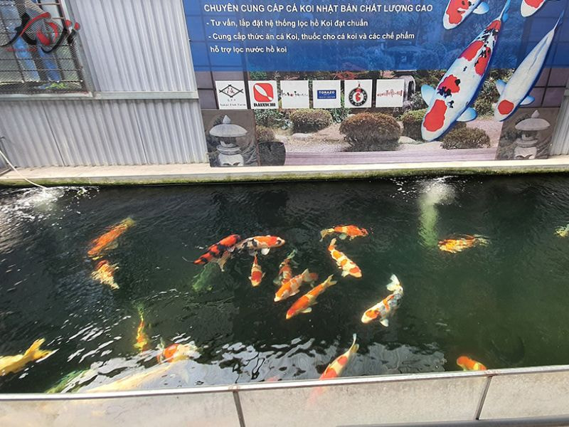 TOP 3 ĐỊA CHỈ MUA CÁ KOI TỐT NHẤT HÀ NỘI