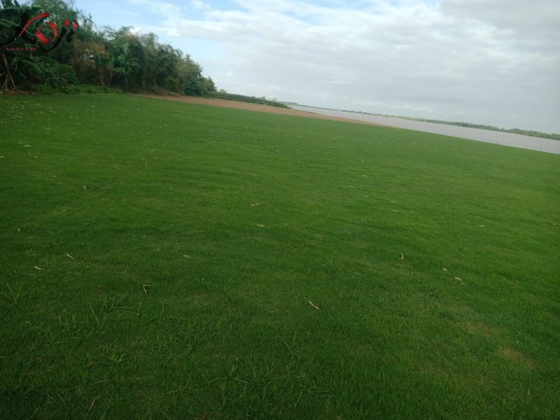 thiết kế đồi cỏ sân vườn