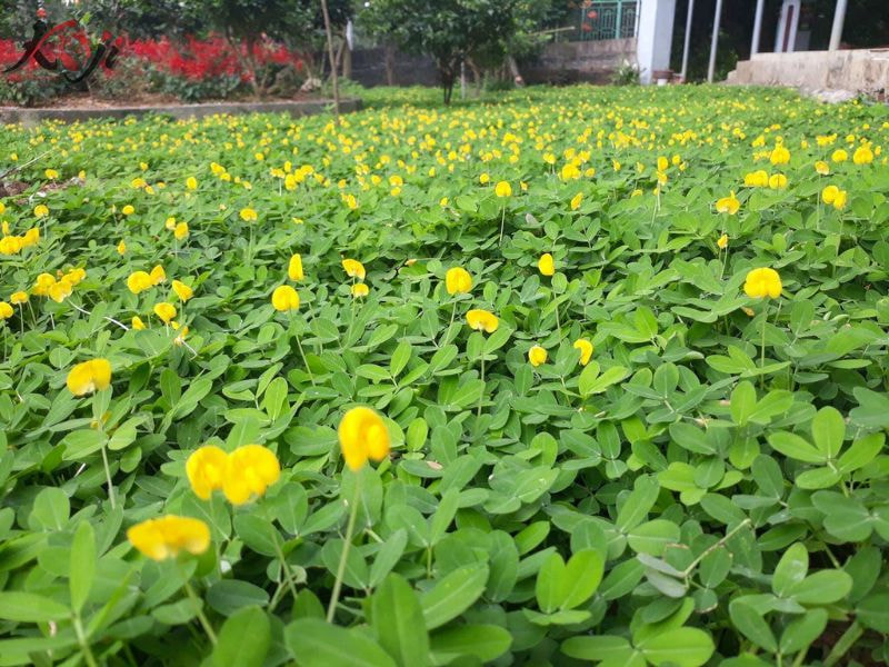 thiết kế đồi cỏ sân vườn