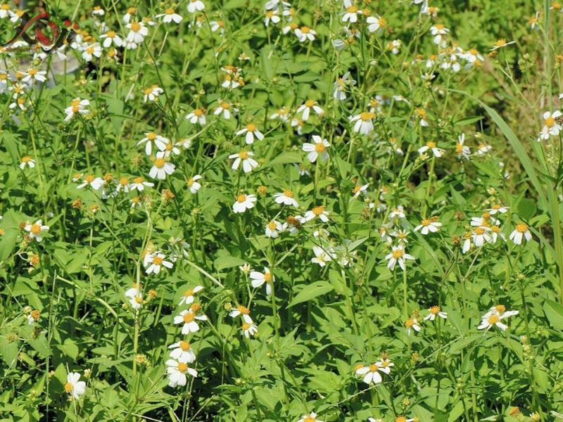 thiết kế đồi cỏ sân vườn