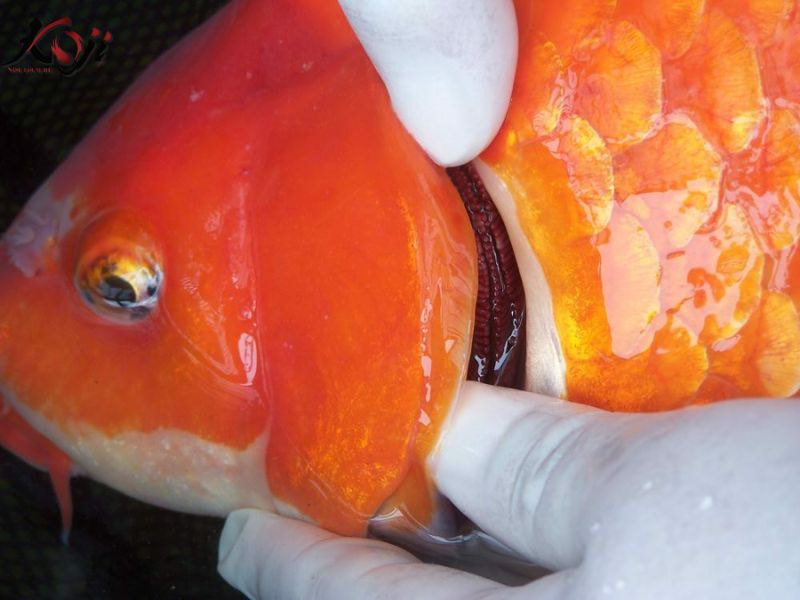 Thuốc praziquantel 