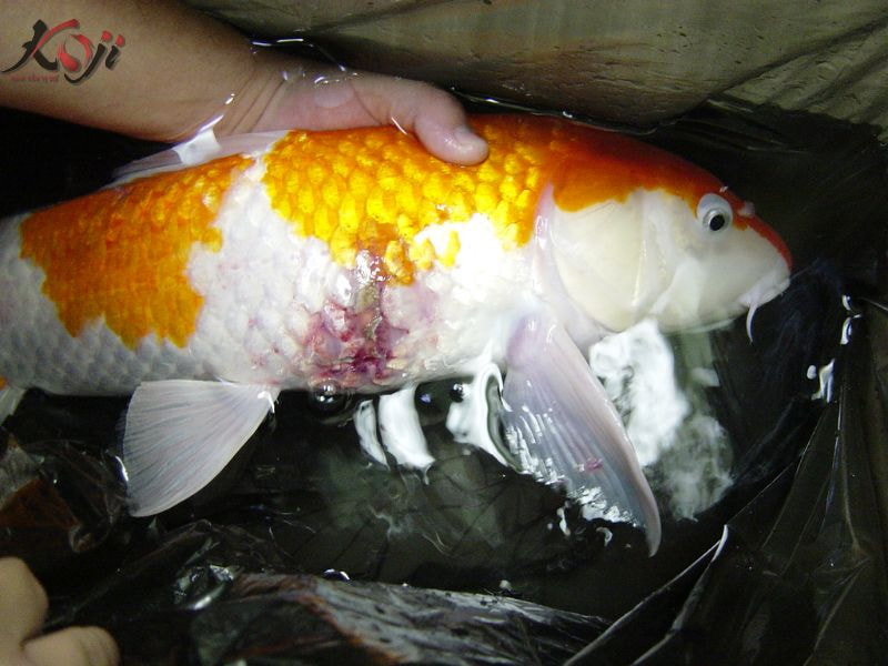 Thuốc praziquantel 