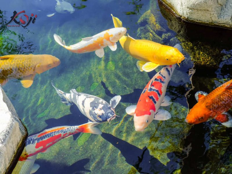 bể kính nuôi cá