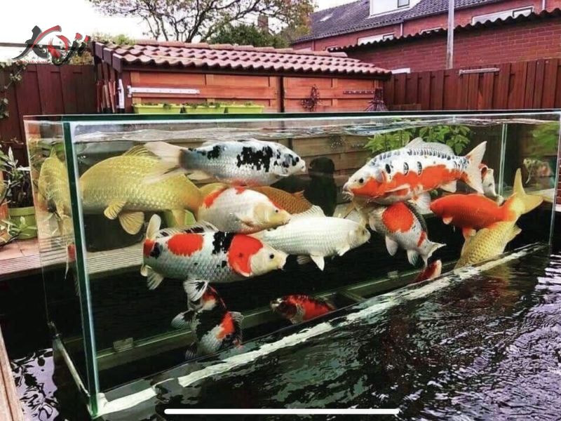 bể kính nuôi cá