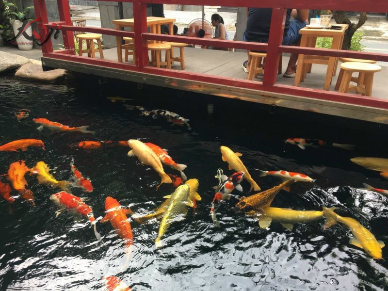 bể kính nuôi cá