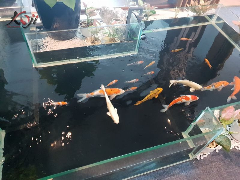 bể kính nuôi cá