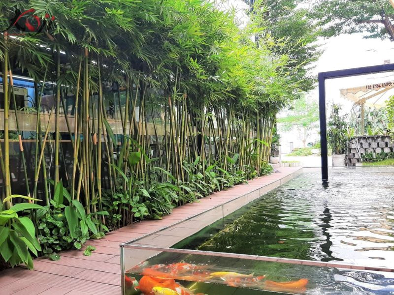 báo giá thi công hồ cá Koi ngoài trời