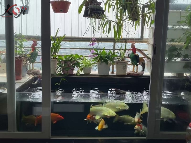 bể cá ban công