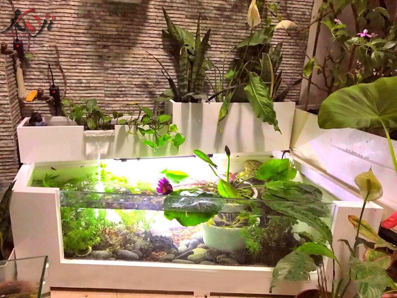 bể cá ban công