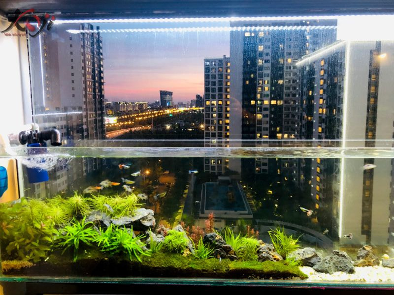 bể cá ban công