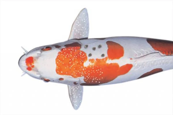 Bệnh đốm trắng thường xuyên xuất hiện ở cá Koi