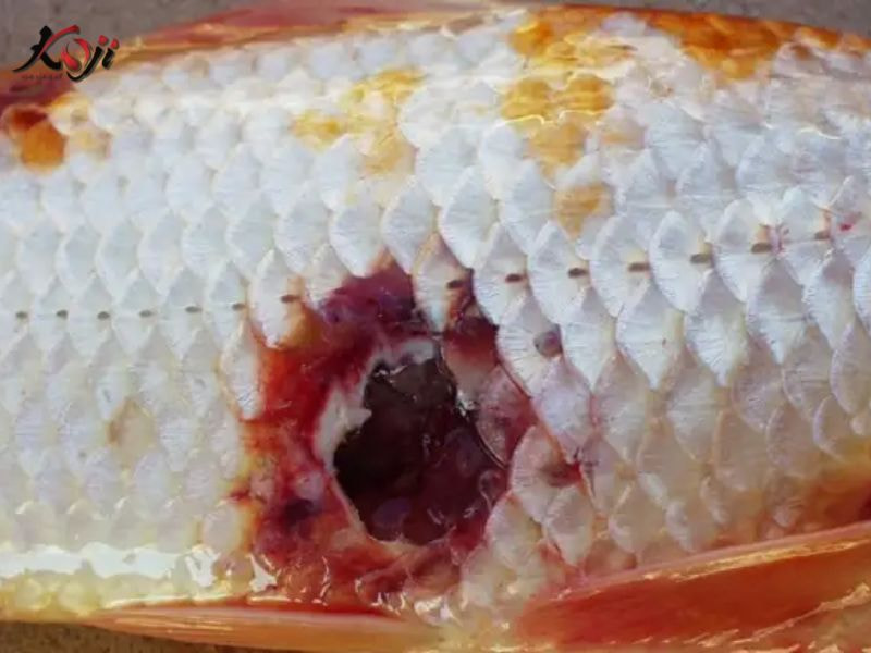 bệnh lở loét ở cá koi